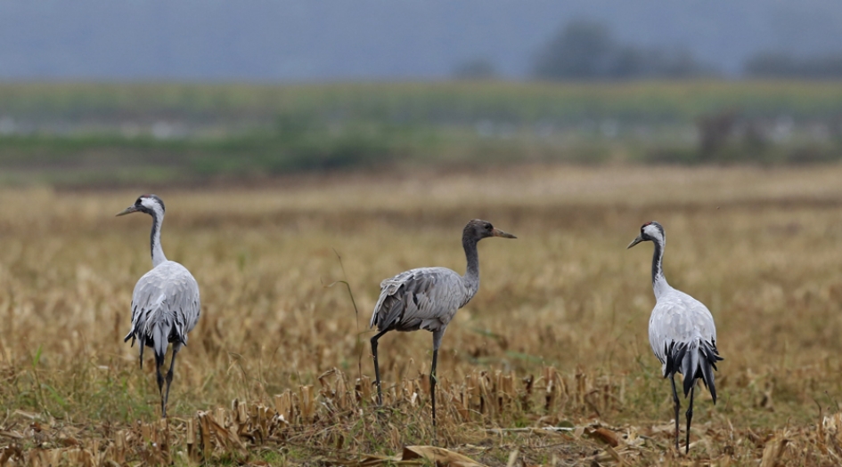 Gezin - Vogels - Kraanvogel