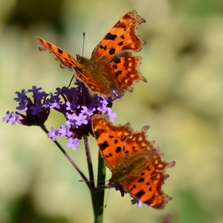 Gisteren 5oktober, nog 2 Gehakkelde Aurelia's