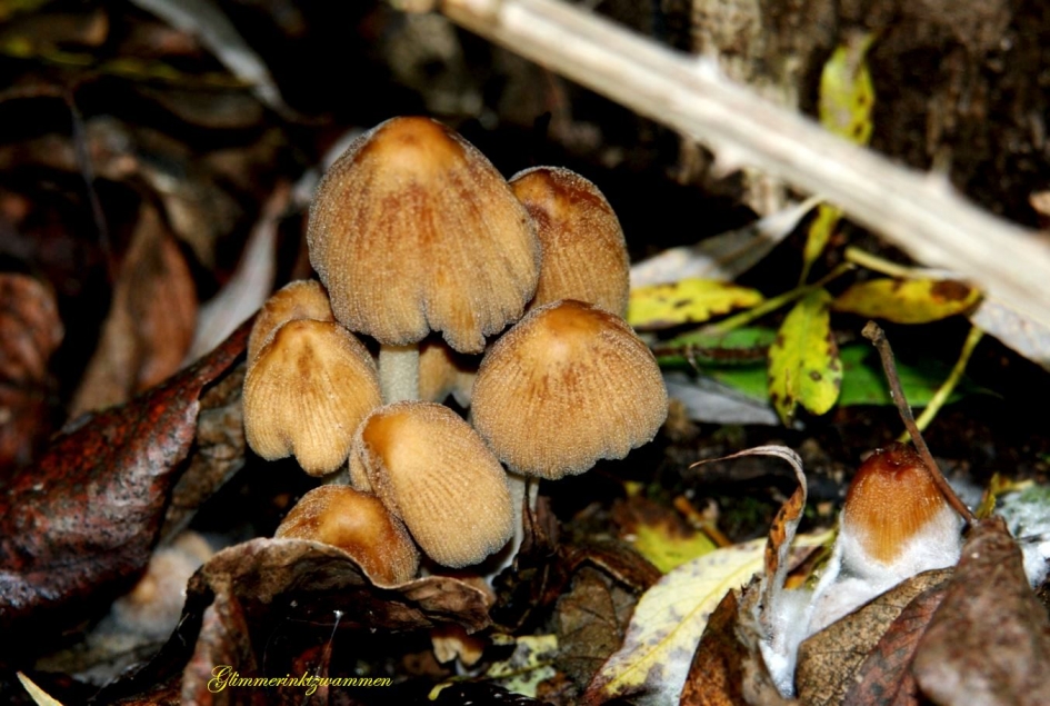glimmerinktzwammen - Schimmels - glimmerinktzwammen