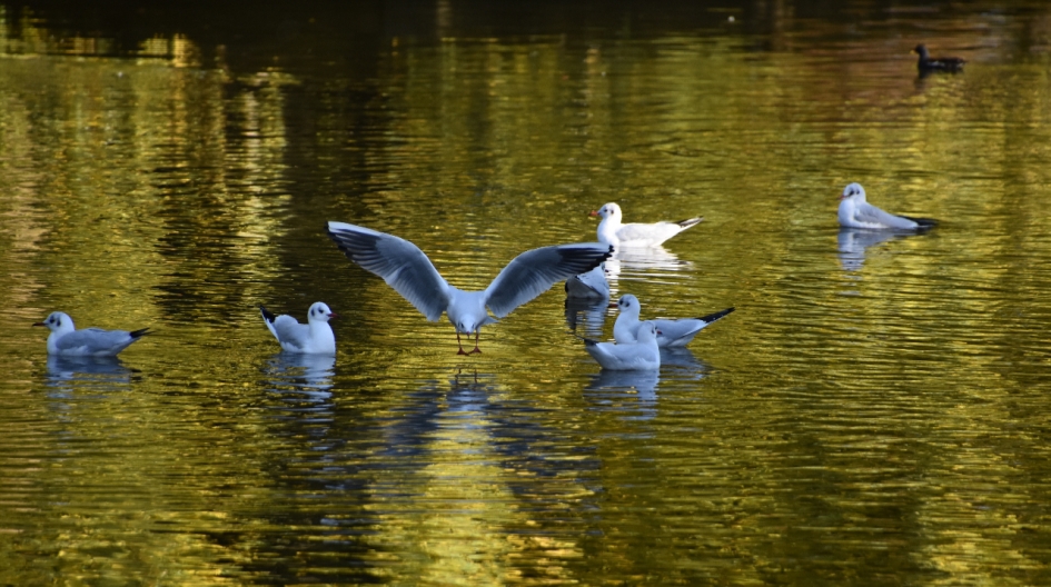 Gouden vijver - Vogels - 
