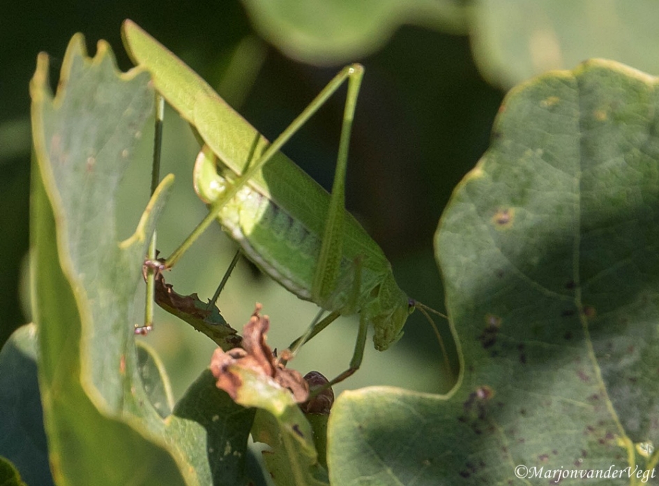 Groene jongen - Geleedpotigen - Sabelsprinkhaan