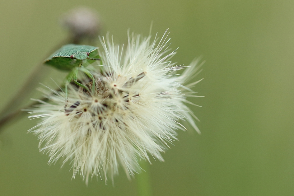 groene schildwants - Geleedpotigen - 