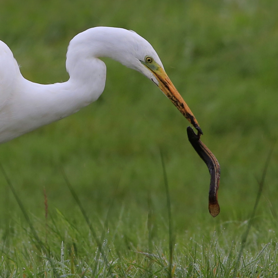 Groot Groter Grootst - Vogels - Grote Zilverreiger