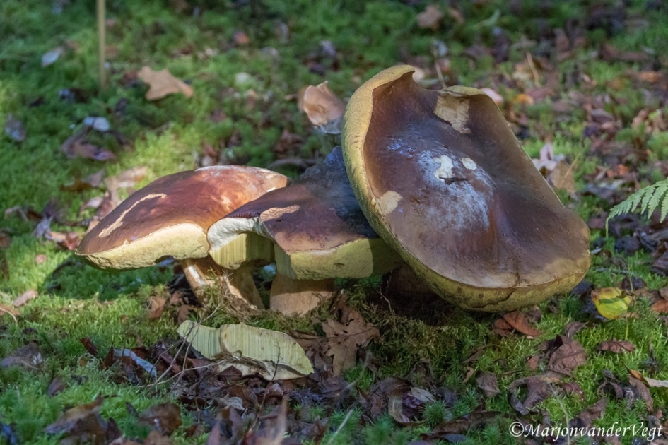 Grote boleten - Schimmels - Boleet
