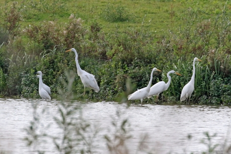 Grote en kleine zilverreigers