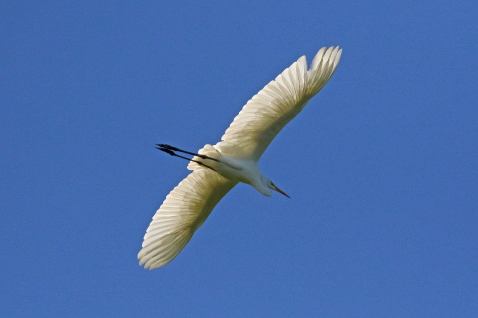 Grote Zilverreiger - Vogels - 