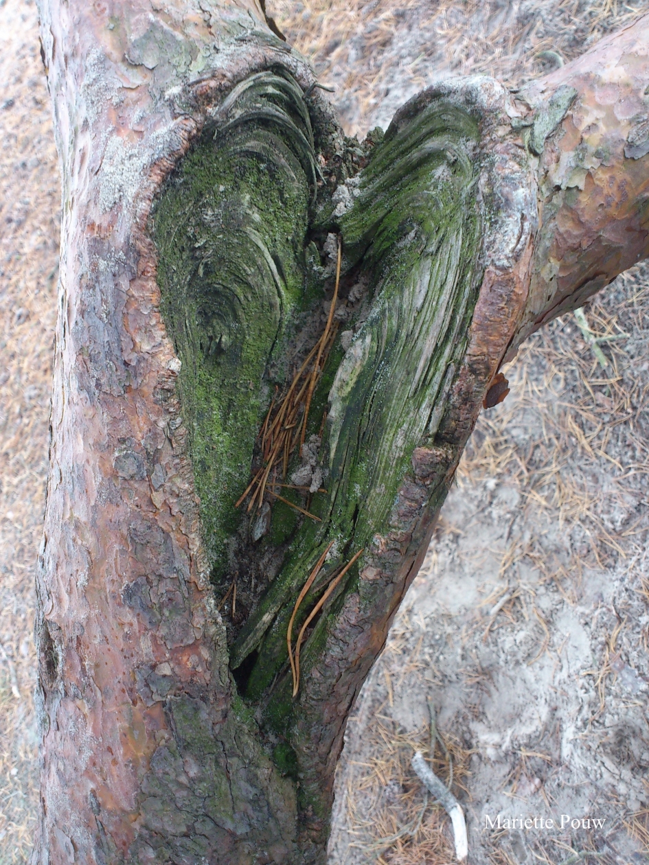 Hart in gescheurde tak - Overig - 