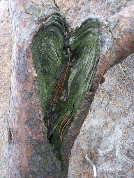 Hart in gescheurde tak