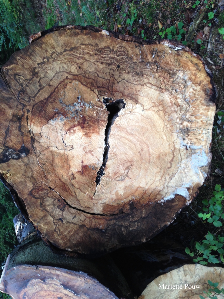 Hart in kern van omgezaagde boom - Overig - 