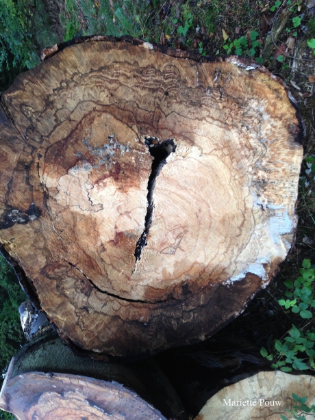 Hart in kern van omgezaagde boom