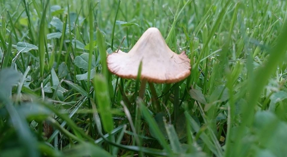 Herfst 2 - Schimmels - 