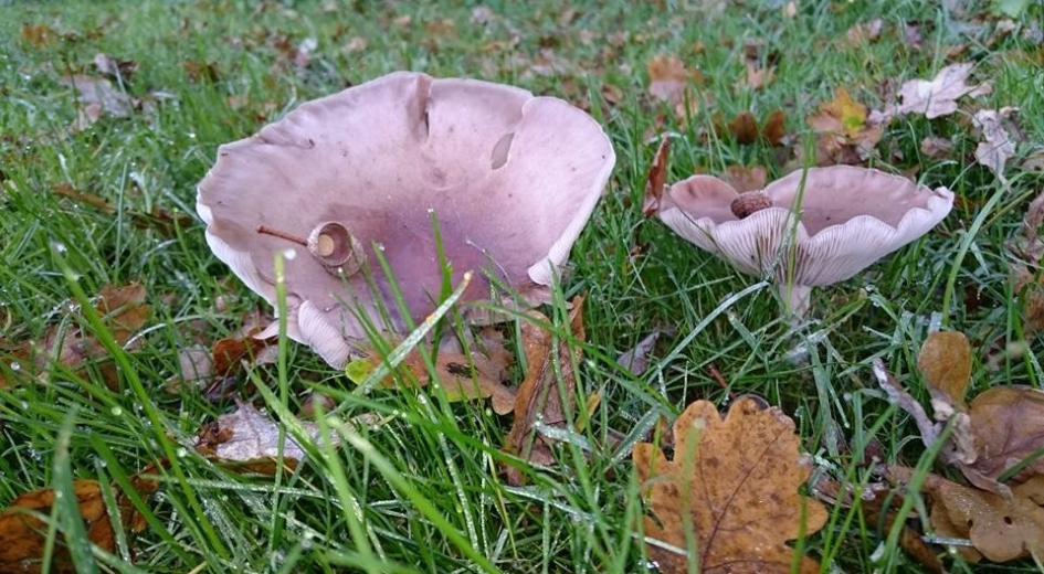 Herfst - Schimmels - 