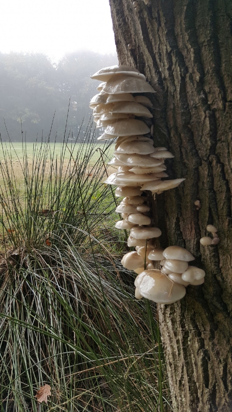 herfst