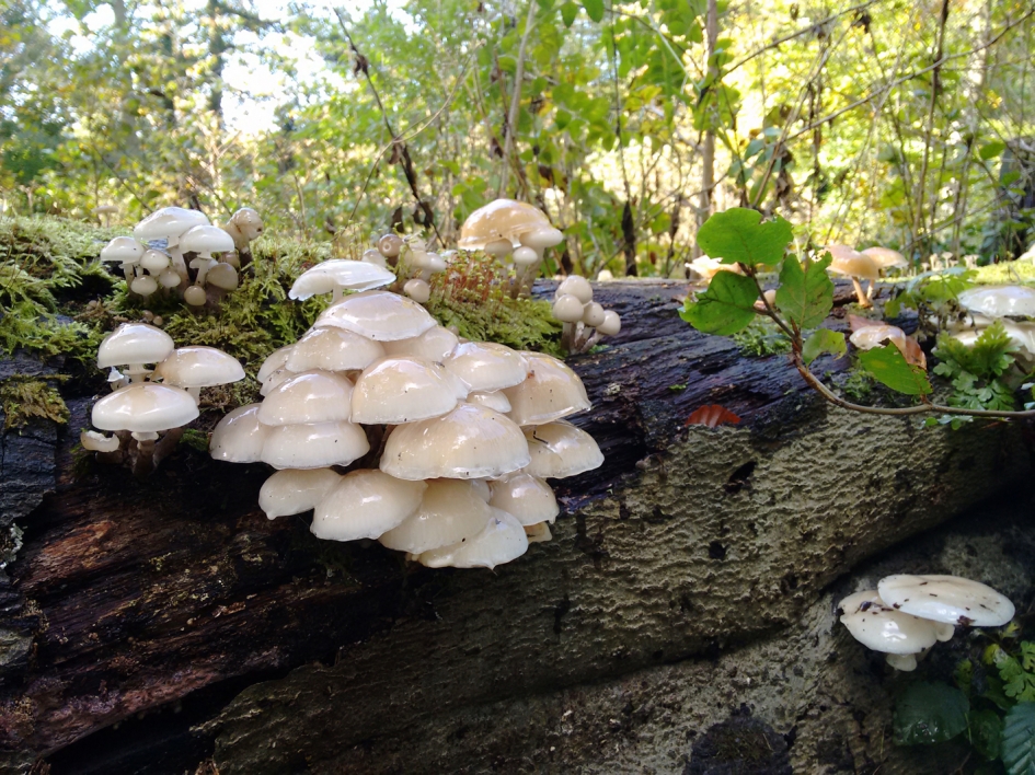 herfst - Schimmels - 