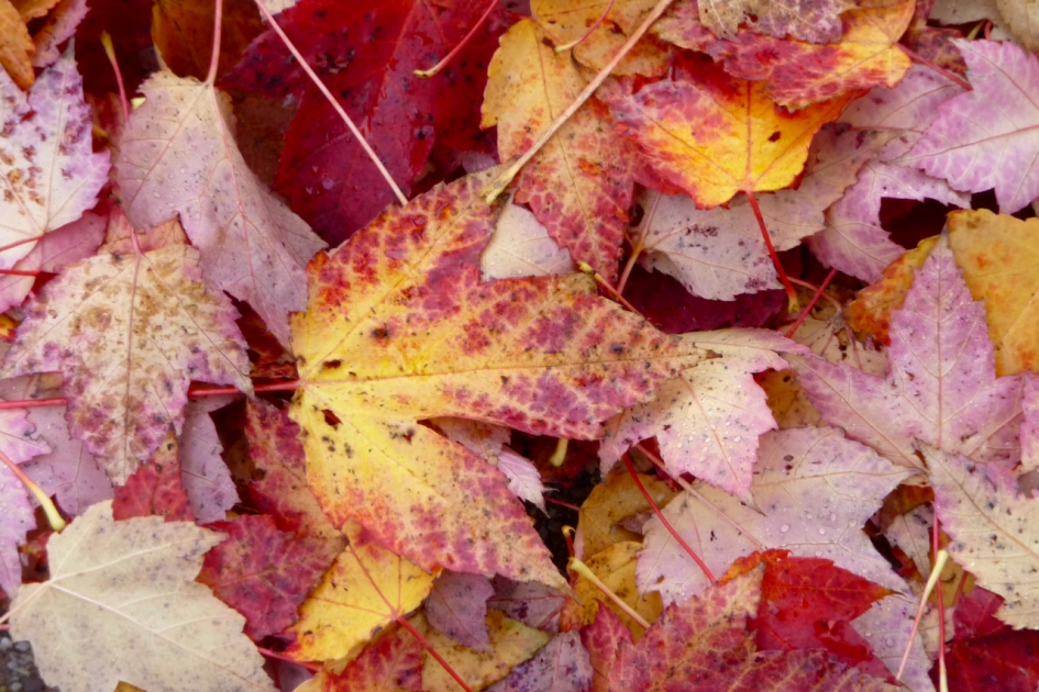 Herfstbladeren - Planten - 