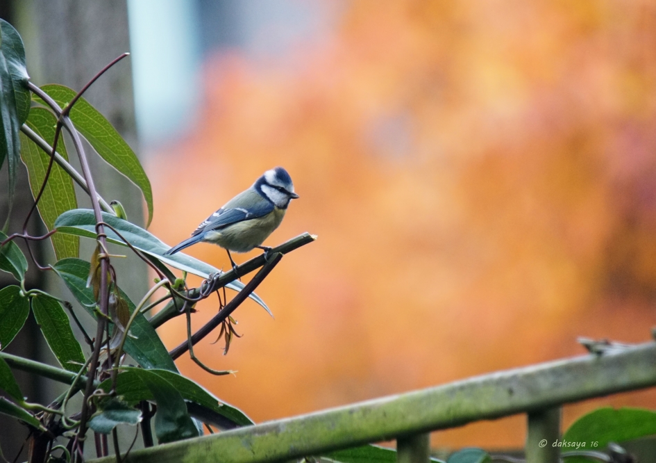 Herfstdecor - Vogels - Pimpelmees
