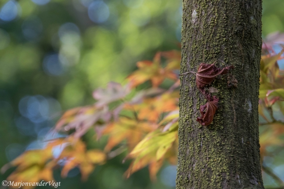 Herfstkleuren - Planten - Boom
