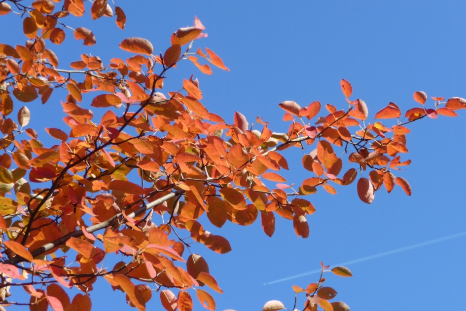 Herfstkleuren - Planten - 