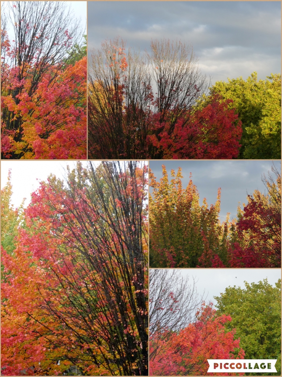 Herfstkleuren - Planten - 