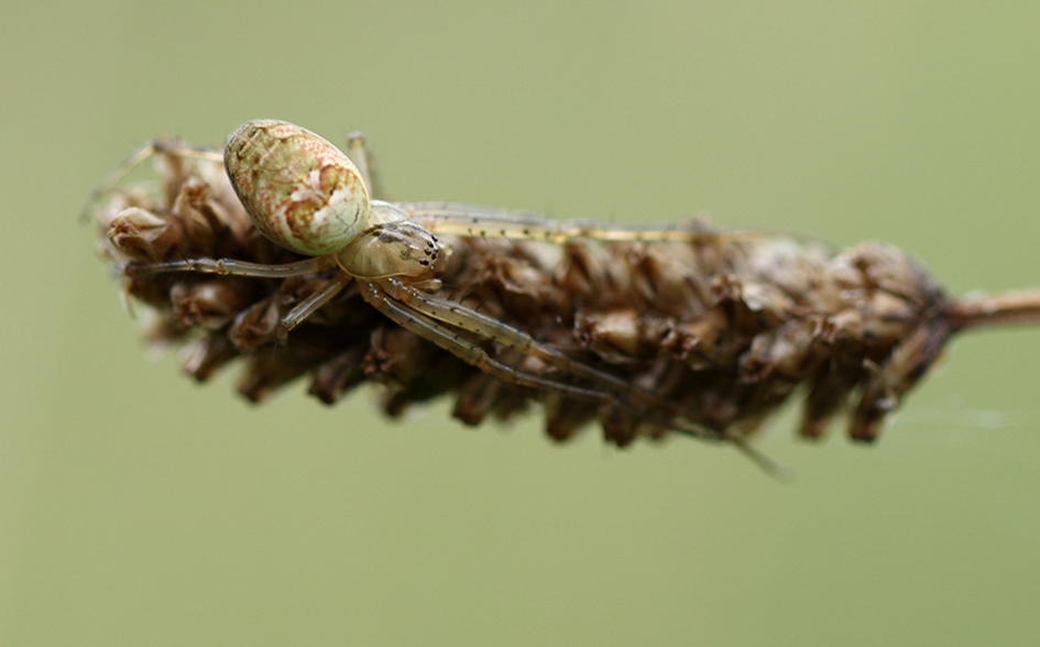 herfstspin - Geleedpotigen - 