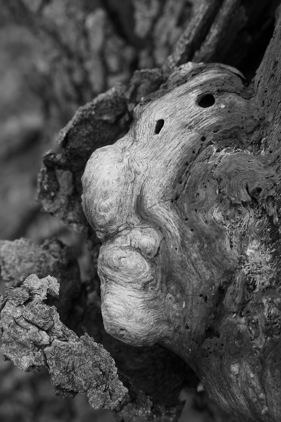 Het bosmannetje - Overig - 