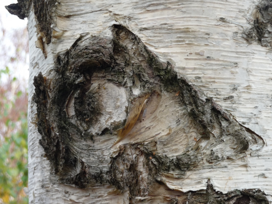 "het boze oog" - Overig - 