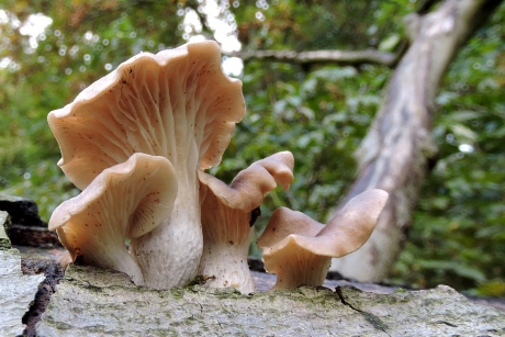 Het hele gezin op de foto