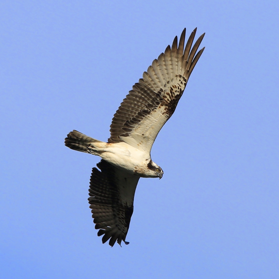 Het jaar van de Visarend ? - Vogels - Visarend