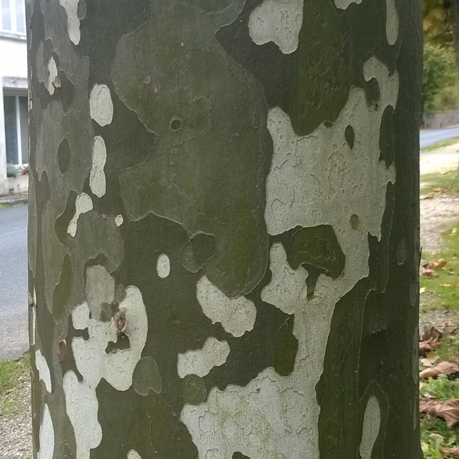 Het ware gezicht - Planten - Plataan