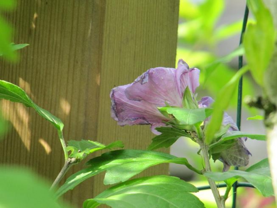 Hibiscushond - Overig - 