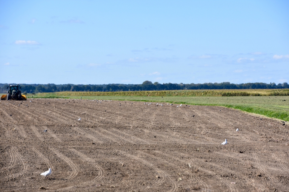 Hier is wat te vinden.. - Vogels - 