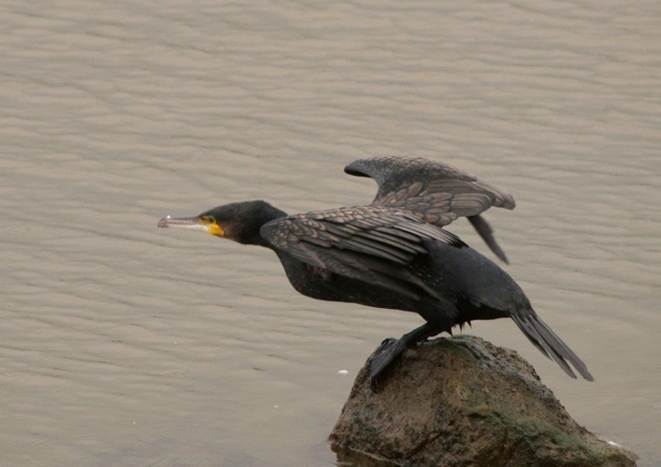 Hij gaat te vissen - Vogels - Aalsscholver