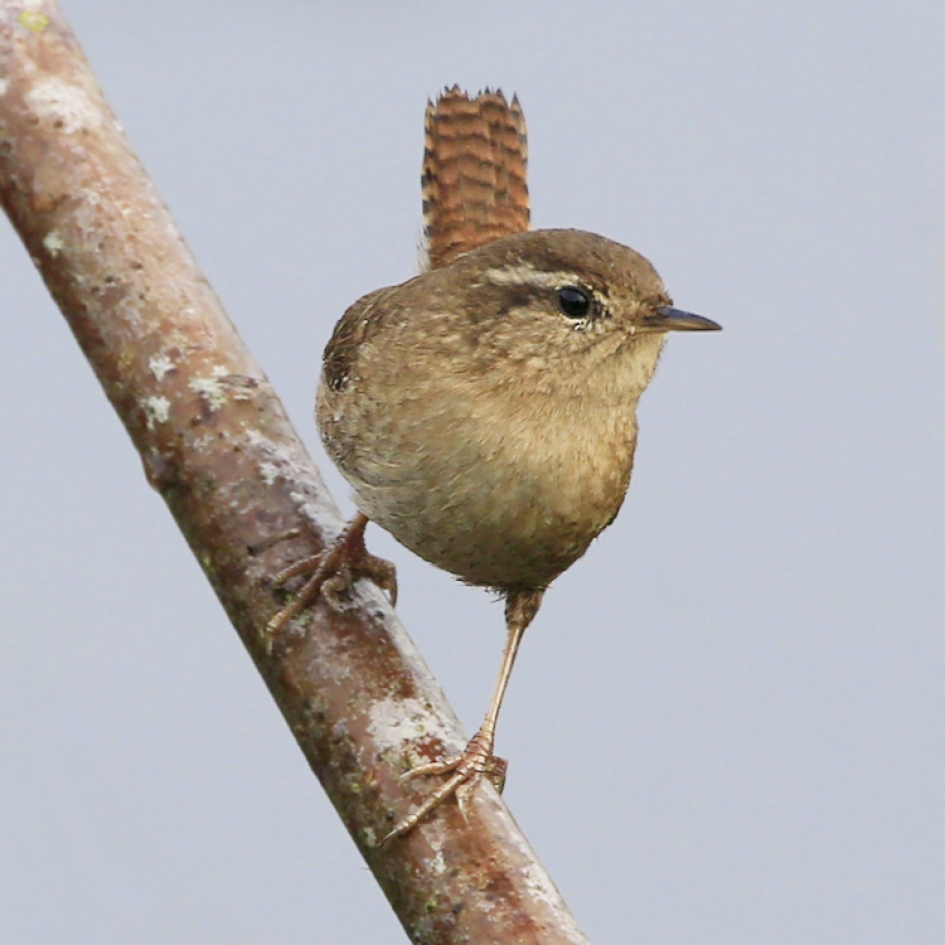 Holbewoner - Vogels - Winterkoning