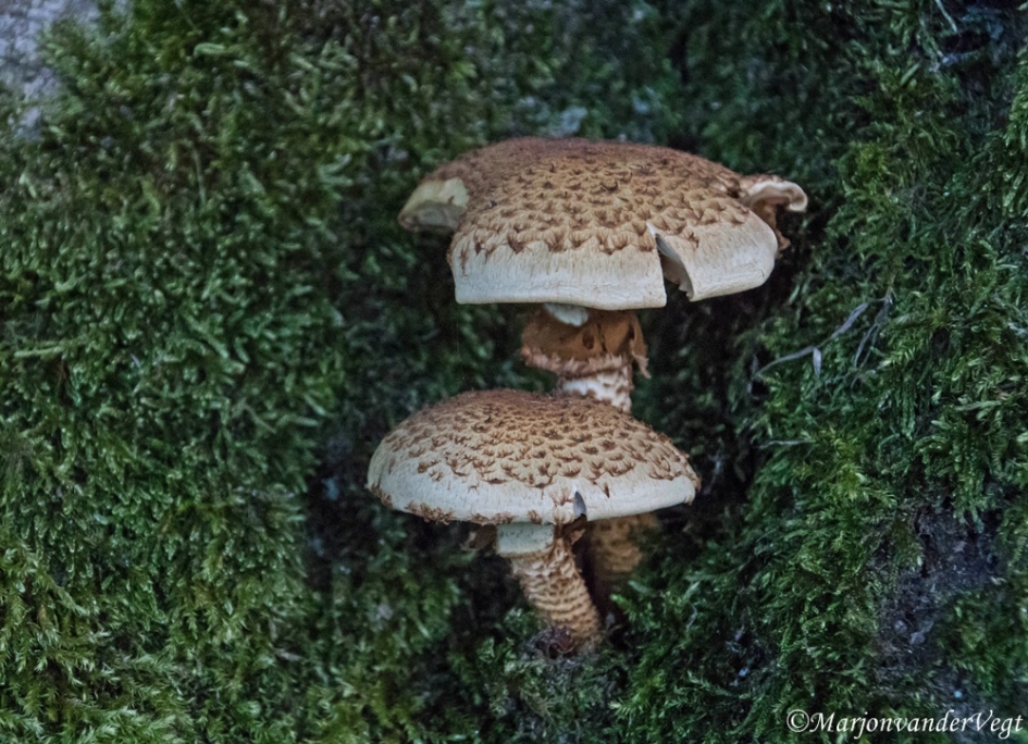 Honingzwammen - Schimmels - honingzwammen