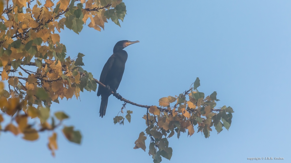 Hoog en droog - Vogels - Aalscholver