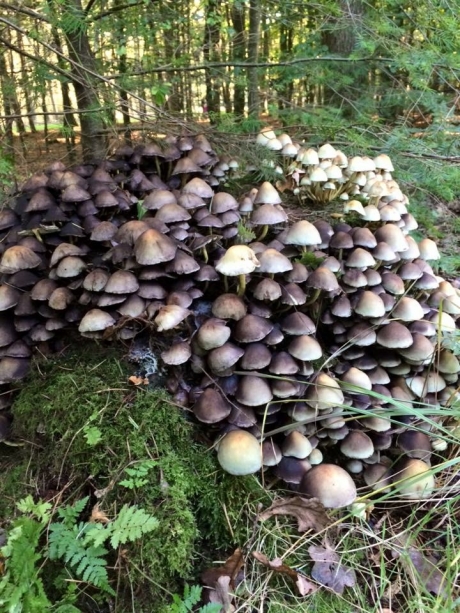 hoopje paddestoelen