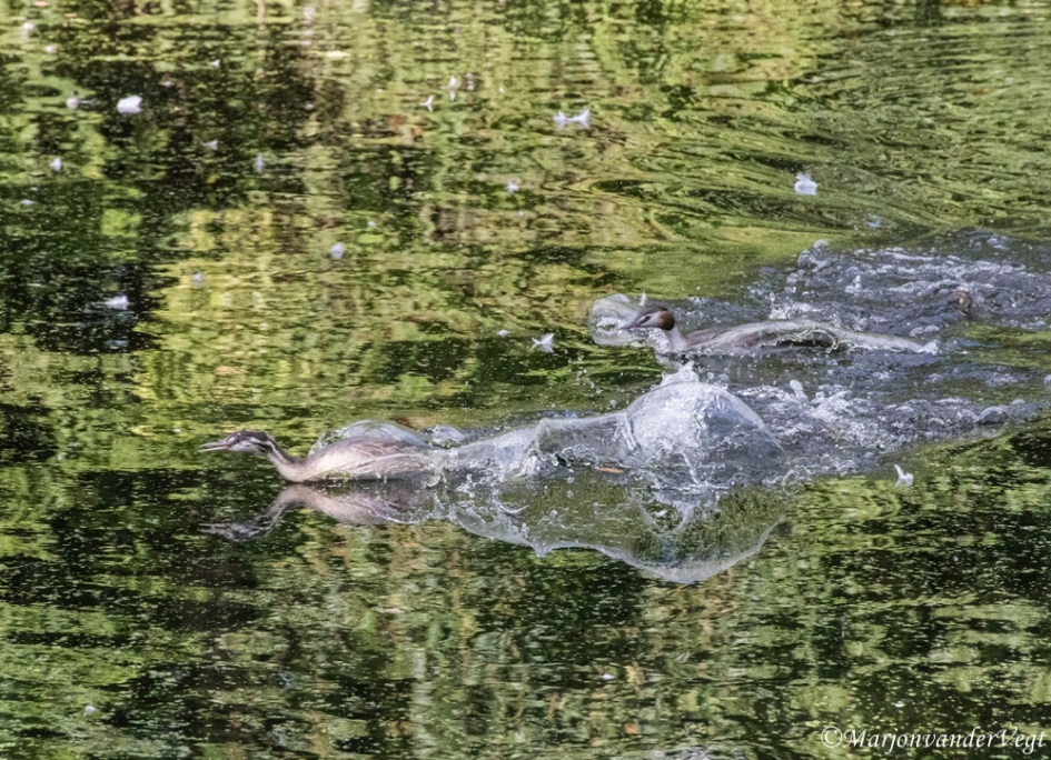 Hou je mond !!! - Vogels - Fuut