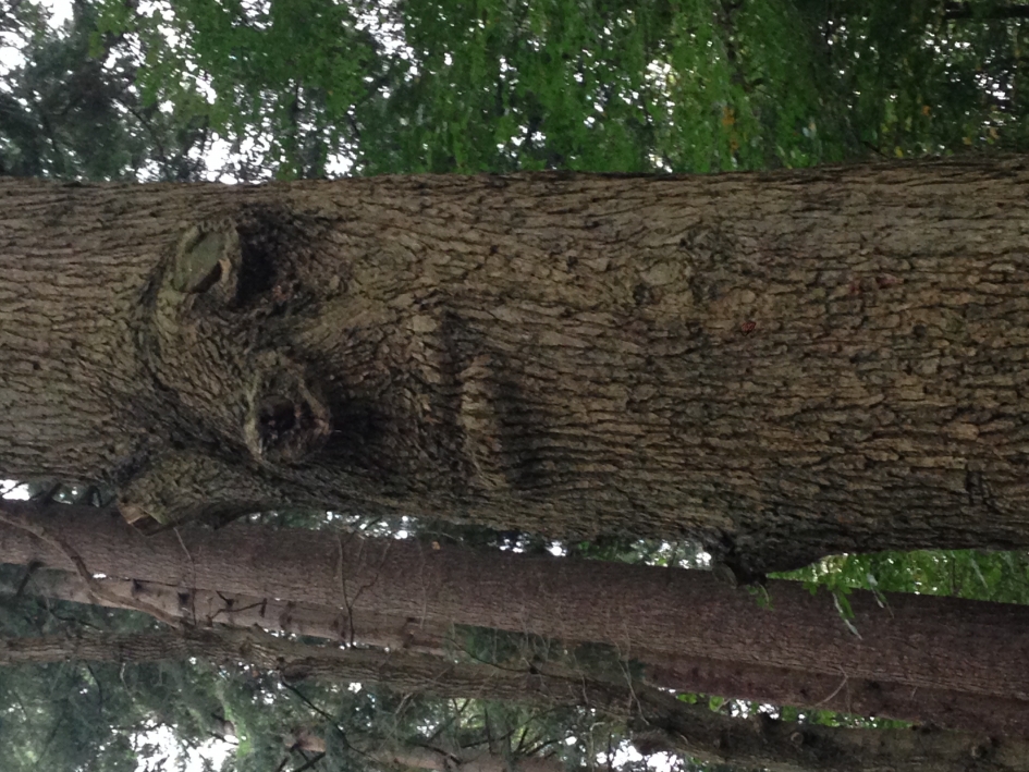 Houten kop - Overig - 