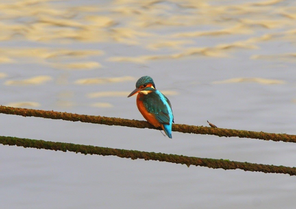 Ijsvogel boven het ijsselmeer - Vogels - Ijsvogel