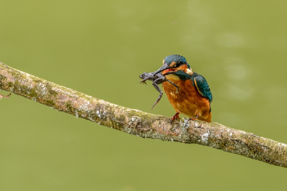 IJsvogel met kikkertje - Vogels - Ijsvogel