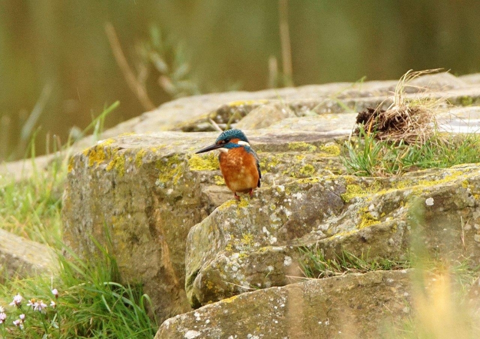 Ijvogel op rots - Vogels - Ijsvogel