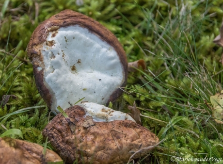 Ik leg mijn oor te luister