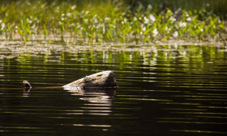 "Ik zie een bever, fluister ik"