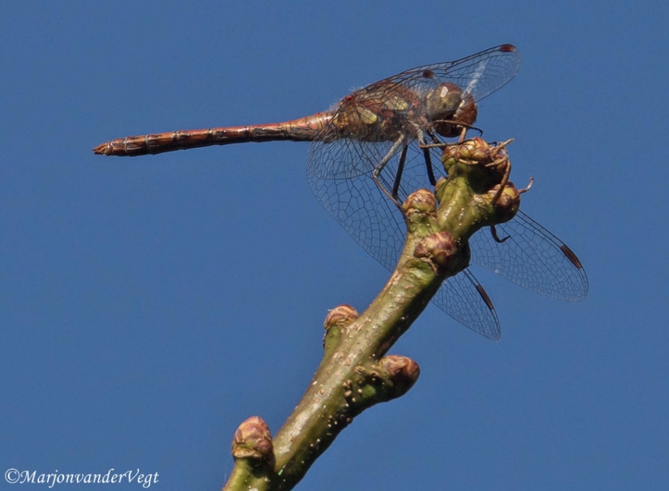 In t zonnetje - Geleedpotigen - Rode heidelibel