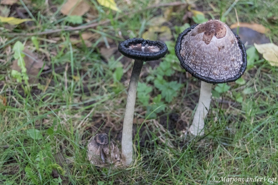 Inktzwammen - Schimmels - Inktzwammen