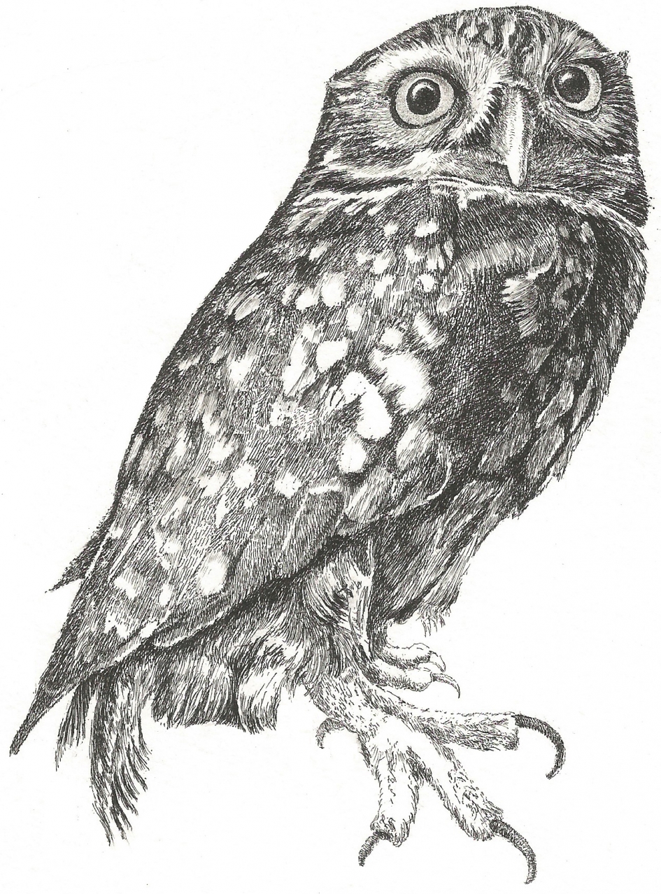 Josje Athena Noctua - Vogels - Steenuil