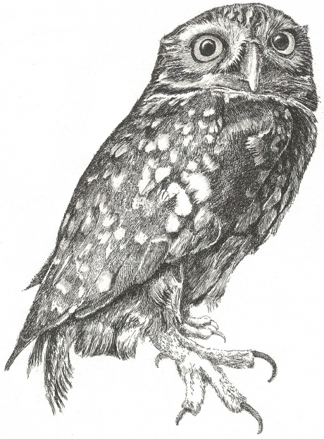 Josje Athena Noctua