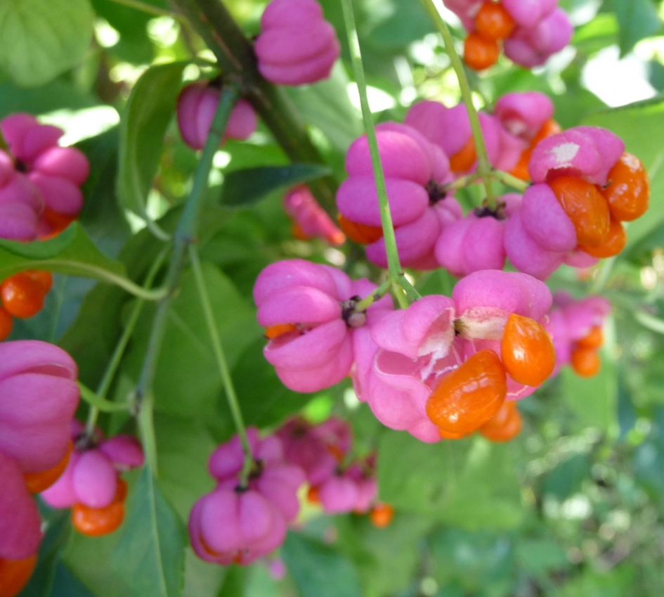 Kardinaalsmuts - Planten - 