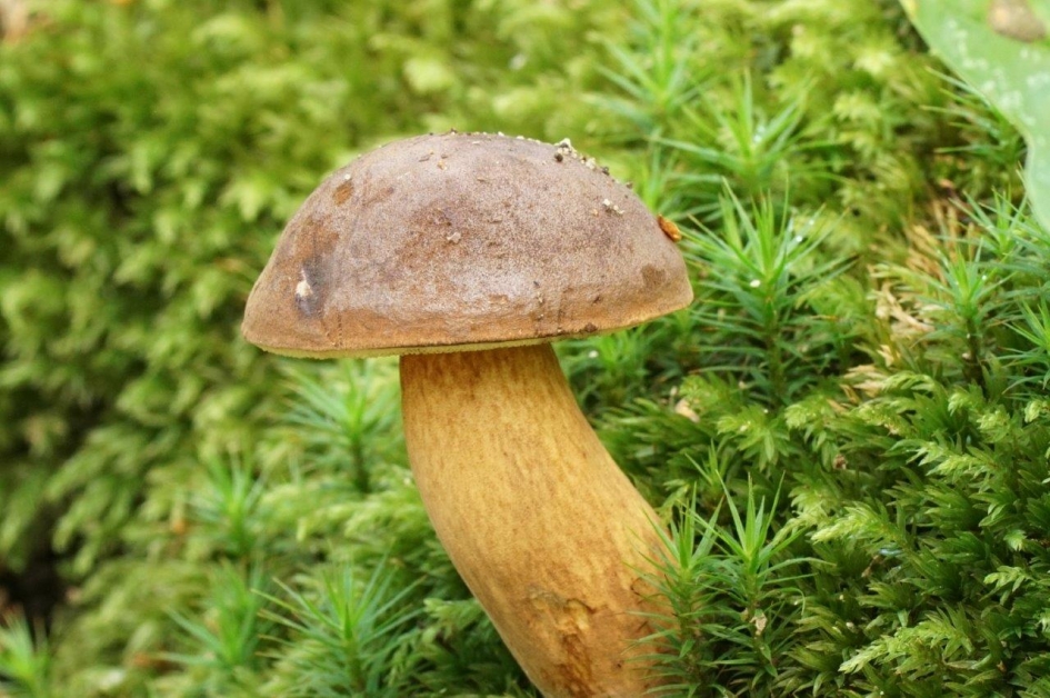 Kastanje boleet - Schimmels - Kastanje boleet