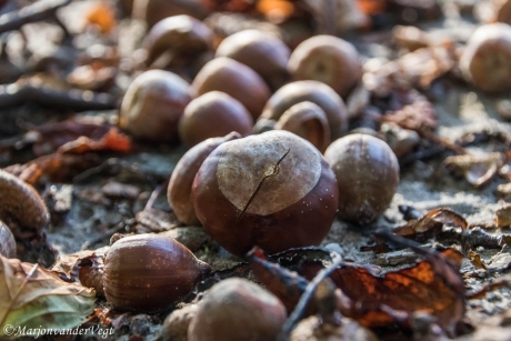 Kastanje en andere noten
